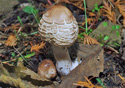 Lepiota rhacodes